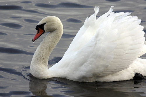 Mute Swan © Allan Drewitt/Natural England