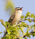 Sedge Warbler © Natural England/Allan Drewitt