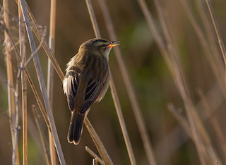 Sedge Warbler © Natural England/Allan Drewitt