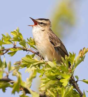 Sedge Warbler © Natural England/Allan Drewitt