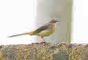 Grey Wagtail (photo: Dougy Wright)