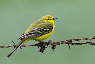 Yellow Wagtail