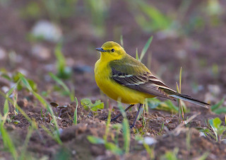 Yellow Wagtail © Natural England/Allan Drewitt