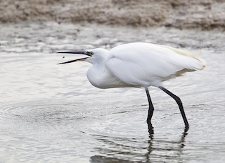 Little Egret © Natural England/Allan Drewitt