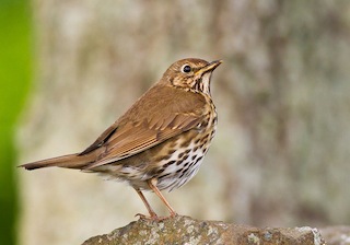Songthrush © Natural England/Allan Drewitt