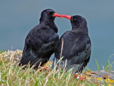 Choughs