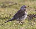 Fieldfare © Natural England/AllanDrewitt