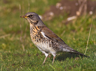 Fieldfare © Natural England/AllanDrewitt