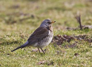 Fieldfare © Natural England/AllanDrewitt