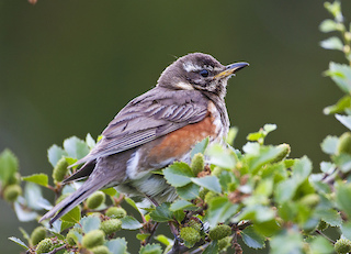 Redwing (Allan Drewitt)