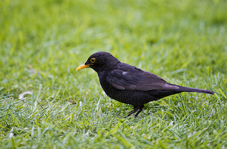 Blackbird