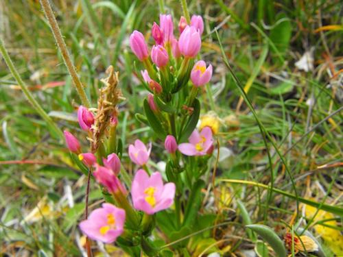 Centaurium erythraea (Common Century)