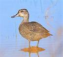 Eurasian Teal (photo: Dougy Wright)