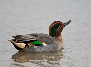 Teal (photo: copyright, NE/Allan Drewitt)