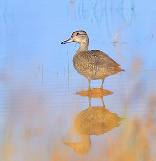 Eurasian Teal (photo: Dougy Wright)