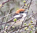 Woodchat Shrike, Cornwall, The Lizard, the-lizard.org