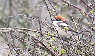 Woodchat Shrike, Cornwall, The Lizard, the-lizard.org