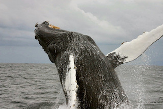 Humpback Whale