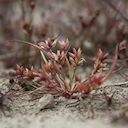 Pigmy Rush, The Lizard, Cornwall