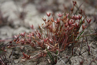 Pigmy Rush, The Lizard, Cornwall