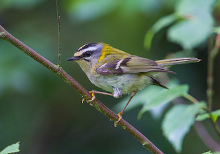 Firecrest, The Lizard, Cornwall
