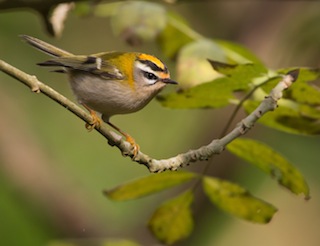 Firecrest, Cornwall, Tony Blunden