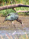Glossy Ibis