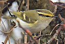 Pallas's Leaf Warbler, The Lizard, Cornwall, Coverack