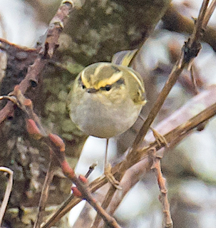 Pallas's Leaf Warbler, The Lizard, Cornwall, Coverack