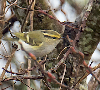 Pallas's Leaf Warbler, The Lizard, Cornwall, Coverack