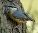 Nuthatch (https://richardbirchettphotography.co.uk)