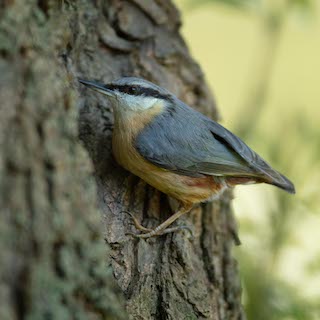 Nuthatch (https://richardbirchettphotography.co.uk)