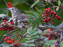 Mistle Thrush https://richardbirchettphotography.co.uk