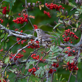 Mistle Thrush https://richardbirchettphotography.co.uk