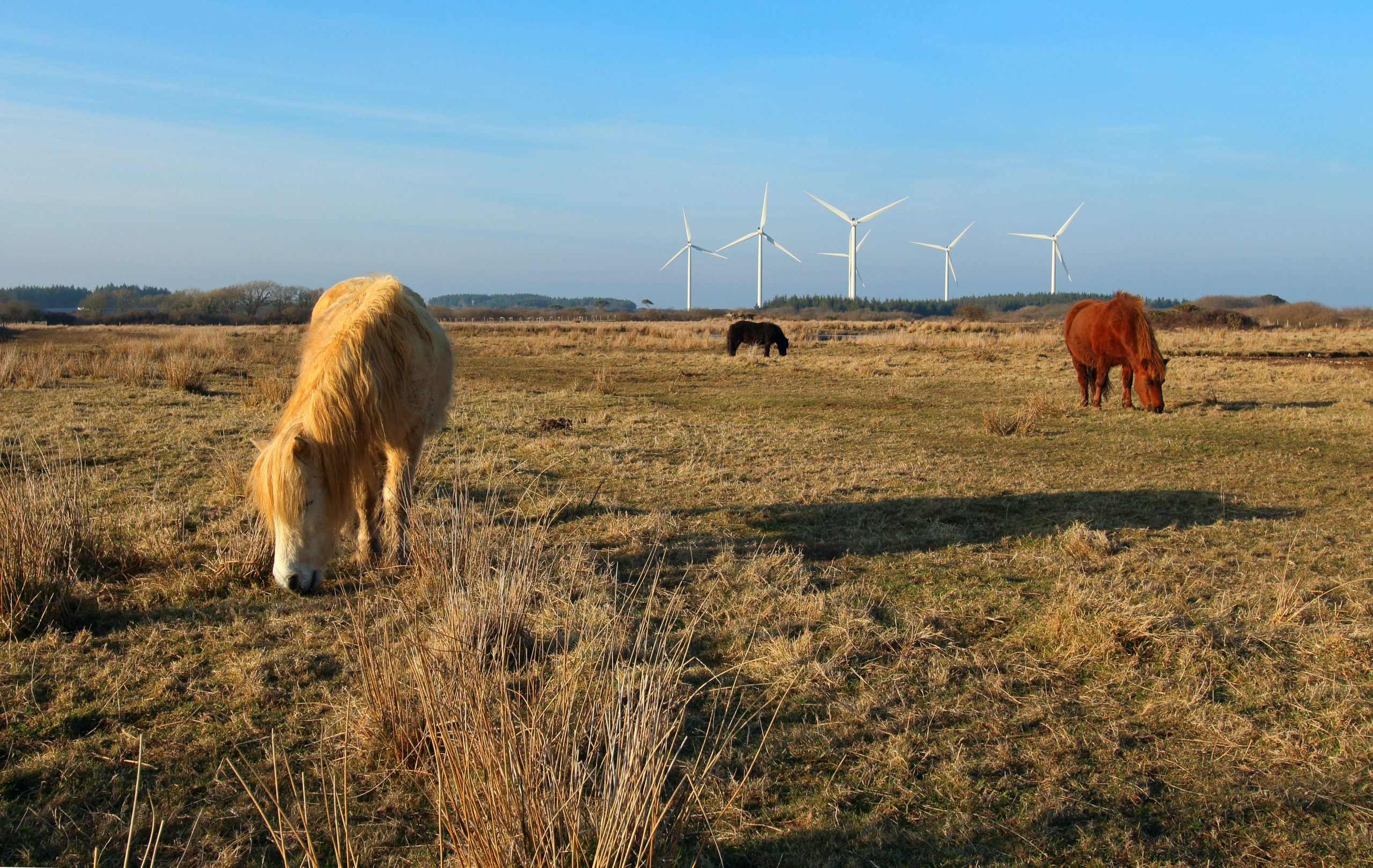 Ponies at Goonhilly