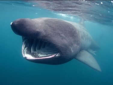 Basking Shark - Abigail Crosby